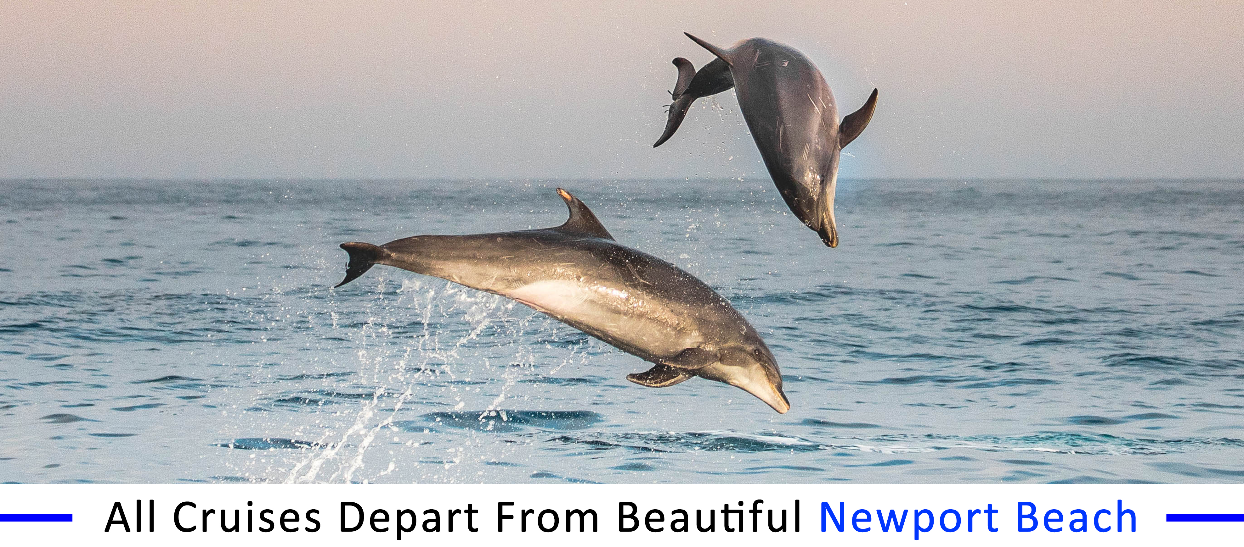 whale-watching-Sunset-beach inexpensive-boat-rentals-Sunset-beach